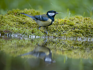 Great tit, Parus major