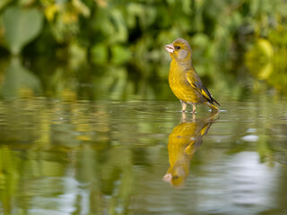 Greemfinch, Chloris chloris