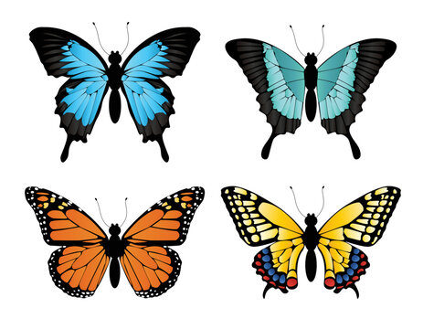 Set of different colorful butterflies. Collection of bright butterflies on white background isolated for design
