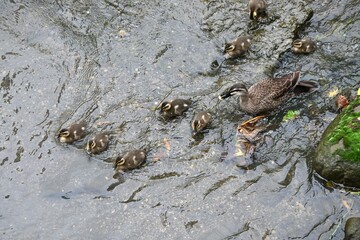 A spot-billed duck mother and her children playing in a stream.