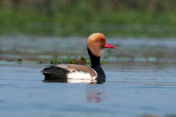 Red-crested pochard or Netta rufina observed in Gajoldaba in West Bengal, India