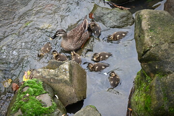A spot-billed duck mother and her children playing in a stream.