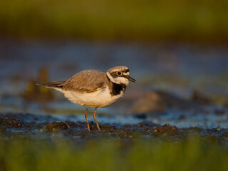 Little-ringed plover, Charadrius dubius,