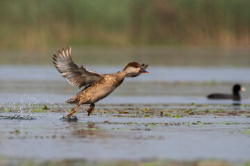 Red-crested pochard or Netta rufina observed in Gajoldaba in West Bengal, India