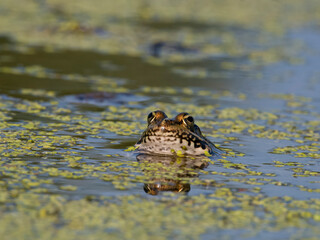 Marsh frog, Pelophylax ridibundus