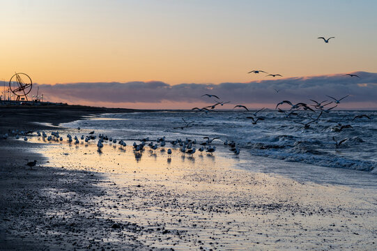Colourful image of a Flock of Magellanic seagulls during sunrise on a cold winter morning in Punta Arenas, Strait of Magallanes, Chile