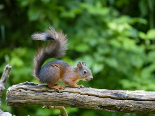 Obraz premium Red squirrel, Sciurus vulgaris