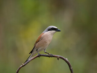 Obraz premium Red-backed shrike, Lanius collurio