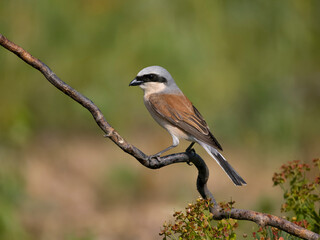 Red-backed shrike, Lanius collurio