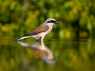 Fototapeta premium Red-backed shrike, Lanius collurio