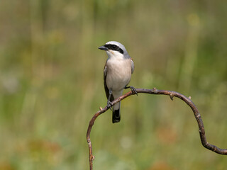 Red-backed shrike, Lanius collurio