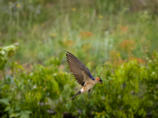 Red-ruimped swallow, Cecropis daurica