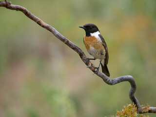 Stonechat, Saxicola rubicola