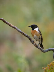 Fototapeta premium Stonechat, Saxicola rubicola
