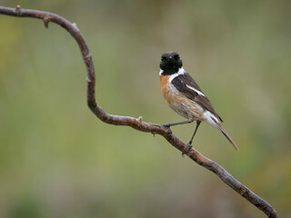 Stonechat, Saxicola rubicola