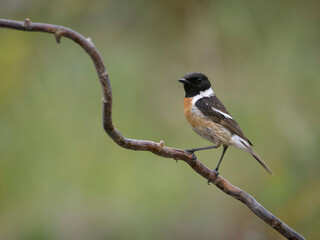 Stonechat, Saxicola rubicola