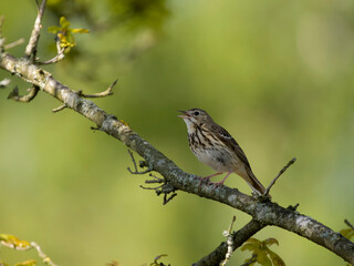 Tree pipit, Anthus trivialis