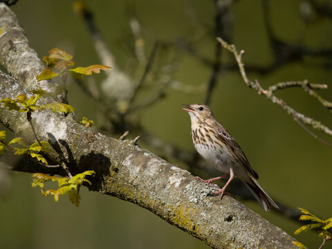 Tree pipit, Anthus trivialis