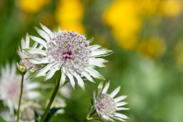 Close up of an astrantia major flower in bloom