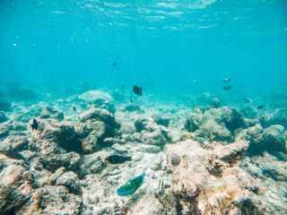 Fototapeta premium corals and tropical fish underwater sea life