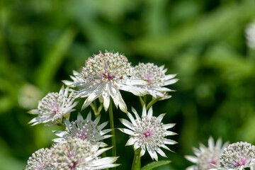 Astrantia major (Great masterwort) flowers in bloom