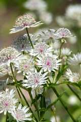 Astrantia major (Great masterwort) flowers in bloom