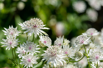 Astrantia major (Great masterwort) flowers in bloom