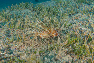 Lion fish in the Red Sea colorful fish, Eilat Israel
