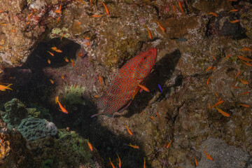 Fish swimming in the Red Sea, colorful fish, Eilat Israel
