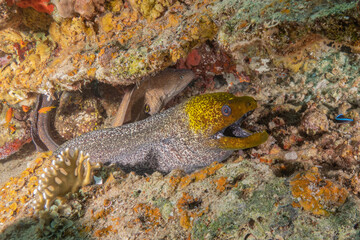 Moray eel Mooray lycodontis undulatus in the Red Sea, Eilat Israel

