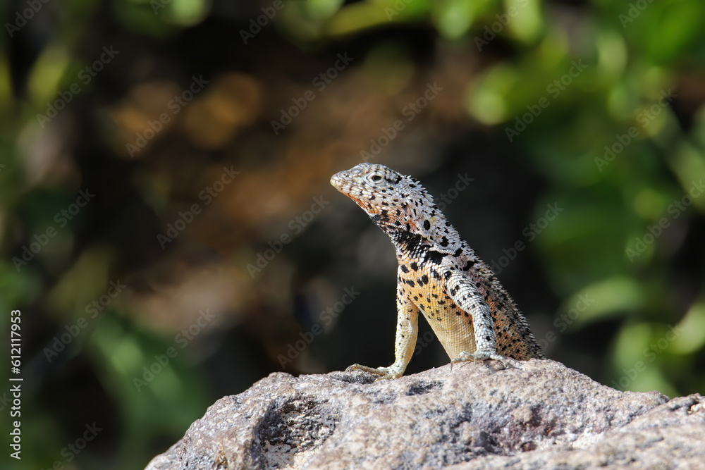 Poster galapagos laza lizard on santa fe island, galapagos national park, ecuador.