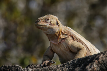 Barrington land iguana on Santa Fe Island, Galapagos National Park, Ecuador