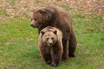 Obraz na płótnie Canvas male a female brown bear (Ursus arctos) are together