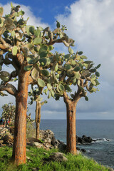 Large Prickly pear cacti on Santa Fe Island, Galapagos National Park, Ecuador.