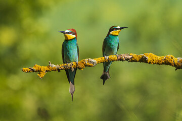 The European bee-eater (Merops apiaster)