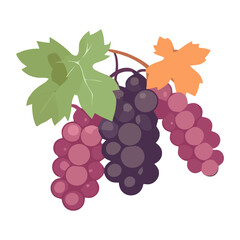 Ripe grape bunches ob white backdrop