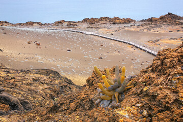 Lava cactus growing on Bartolome island in Galapagos National Park, Ecuador.