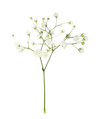 Closeup of small white gypsophila flowers isolated on white or transparent background - obrazy, fototapety, plakaty