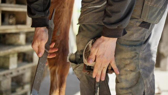 Man shapes horse's hooves hoof using nippers file and rasp. Taking care of pets. Horse manicure. Horse care concept. Natural hoof trimming. Close-up in 4K, UHD