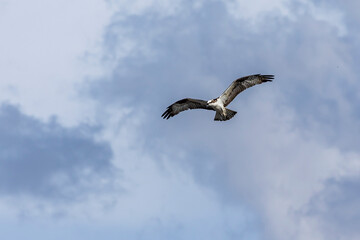 Fototapeta na wymiar The Osprey eagle flying to hunt. Species Pandion haliaetus. Bird lover. Birdwatching. Animal world. Birding.