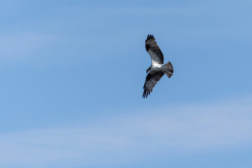 The Osprey eagle flying to hunt. Species Pandion haliaetus. Bird lover. Birdwatching. Animal world. Birding.