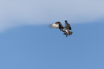 The Osprey eagle flying to hunt. Species Pandion haliaetus. Bird lover. Birdwatching. Animal world. Birding.