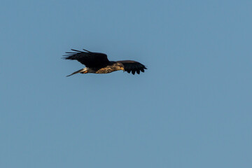 The Snail Kite flying to hunt. Species Rostrhamus sociabilis. Bird lover. Birdwatching. Animal world. Birding.