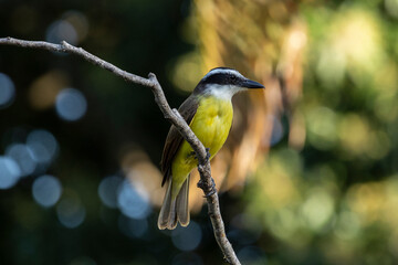 Fototapeta premium The Great Kiskadee also know as Bem-te-vi perched on a top of tree. Species Pitangus sulphuratus. Animal world. Bird lover. Birdwatching. Flycatcher.
