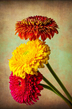 Incredible Gerbera Daises