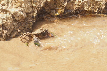 Krab schowany w piasku na plaże