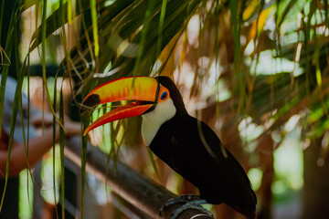 toucan in the jungle