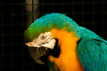 blue and yellow macaw