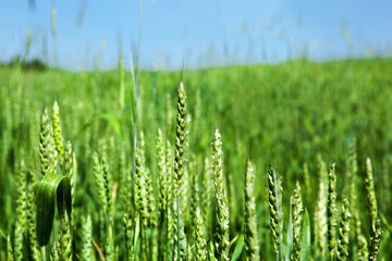 Ears of green wheat, close-up, against the blue sky.
