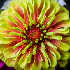 Close Up Yellow Red Zinnia